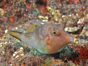 Pufferfish (Canthigaster rostrata) at night. Dive site Los Cancajos, La Palma, Canary Islands,