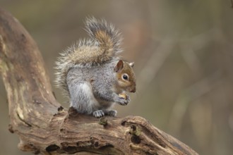 Grey squirrel (Sciurus carolinensis) adult animal feeding on a nut on a tree branch, Suffolk,