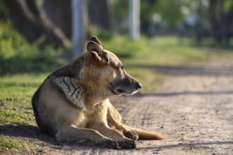 Street dog enjoying the morning sun on the roadside in a village in the province of Buenos Aires,