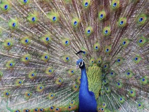 Indian peafowl (Pavo cristatus), wheeling, Dessau-Wörlitz Garden Kingdom
