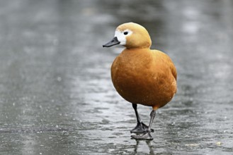 Ruddy shelduck (Tadorna ferruginea), standing on ice, Switzerland, Europe