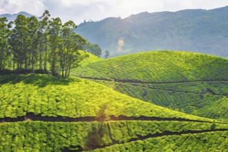 Kerala landmark, tea plantations in Munnar, Kerala, India. With lens flare and light leak