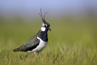 Northern lapwing (Vanellus vanellus), in a wet meadow, Dümmer, Lower Saxony, Germany, Europe