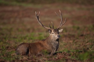 Red deer (Cervus elaphus) adult male stag sitting amongst Bracken, Leicestershire, England, United
