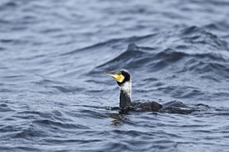 Great cormorant (Phalacrocorax carbo), swimming on Lake Zug, Switzerland, Europe