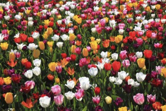 Many colourful tulips in one area