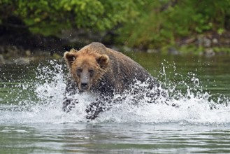 Brown bear (Ursus arctos) hunting for salmon in the water, Lake Clark National Park, Alaska