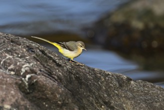 Grey wagtail (Motacilla cinerea), standing on rock, Switzerland, Europe