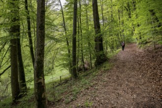 Hiking trail to the Reußenstein ruins, Wiesensteig, Swabian Alb, Baden-Württemberg, Germany, Europe
