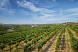 Wineyard with grape rows. Crete island, Greece, Europe