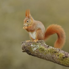 Eurasian red squirrel (Sciurus vulgaris), sitting on a moss-covered branch while feeding, wildlife,