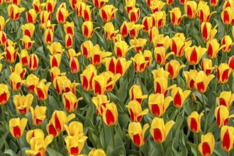 Bed with colourful tulips, Germany, Europe