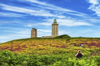 Flowering, colourful moorland, walkers on footpath to lighthouse, Cap Fréhel in summer, Emerald