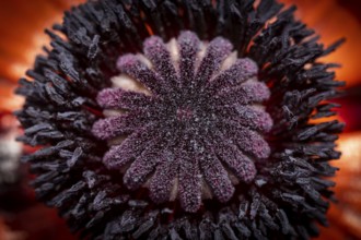 Turkish poppy (Papaver orientale), flower with stamens and pistil, Baden-Württemberg, Germany,