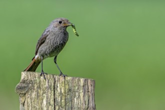 Black redstart (Phoenicurus ochruros gibraltariensis) female, first calendar year male perched on