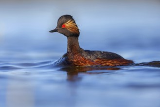 Black-necked grebe (Podiceps nigricollis), swimming in the water, Hides de El Taray / Floating Hid,