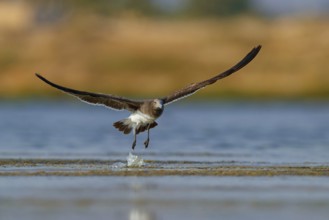 Hemprich's Gull, (Larus hemprichii), medium sized, rusty brown, flight photo, Raysut, Salalah,