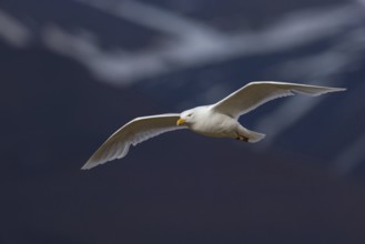 Glaucous gull (Larus hyperboreus), Norway, Spitsbergen, aerial photograph, Longyearbyen, Svalbard /