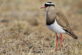 Crowned Lapwing, (Vanellus coronatu), Wakkerstrom surroundings, Wakkerstrom, Mpumalanga, South