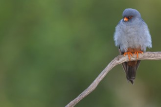 Red-footed Falcon, (Falco vespertinu), perching station, falcon family, Tower Hide, Tiszaalpár,