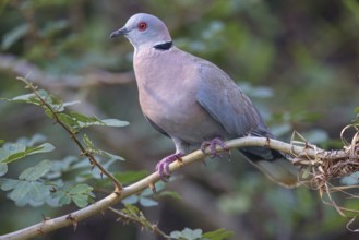 Mourning collared dove (Streptopelia decipiens), Lamin rice fields, Abuko, South Bank, Gambia,