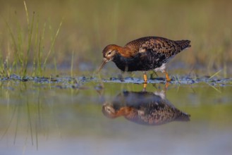 Ruff (Philomachus pugnax), male, Narew, Bialystok, Podlasie, Poland, Europe