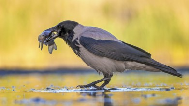 Hooded Crow (Corvus cornix) hunting, fishing, with white fish as prey, sunrise, shallow water zone,
