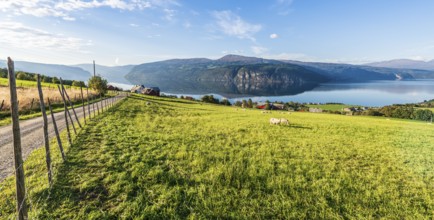 Sheep greasing above the fjord, village Utvik at the Nordfjord, Norway, Europe