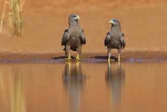 Black Kite, (Milvus aegyptius), Morgan Kunda lodge / road to Kat, Jajari, North Bank, Gambia,