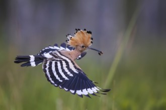 Hoopoe (Upupa epops) with caterpillar as food, prey, adult bird, Bird of the Year 2022, erect cap,