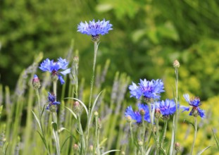 Cornflowers (Centaurea cyanus), North Rhine-Westphalia, Germany, Europe