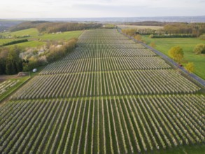 Orchards in bloom near Wittgensdorf in the Eastern Ore Mountains, Wittgensdorf, Saxony, Germany,