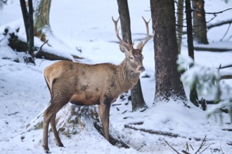 Red deer (Cervus elaphus) stag in a forest in winter, snow, Bavaria, Germany, Europe