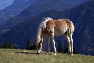 Haflinger horses, foal (Equus ferus caballus) on the pasture, mountain meadow, Vigiljoch near Lana,