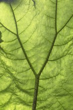 Macro image of a green leaf, showing the veins and structure in detail, illuminated by light