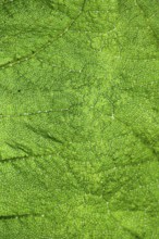 Detailed image of a green leaf with fine texture