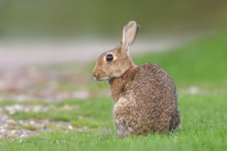 Wild rabbit (Oryctolagus cuniculus), in a meadow, adult, alert, wildlife, mammal, Baltic Sea coast,