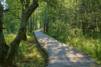 A narrow wooden plank path leads through a green, sun-drenched forest, Schwarzes Moor, Fladungen,