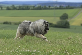Wolfspitz, Keeshond