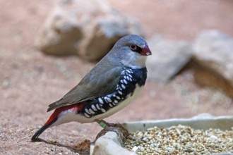 Diamond Finch (Stagonopleura guttata) or Diamond Finch), captive, Germany, Europe