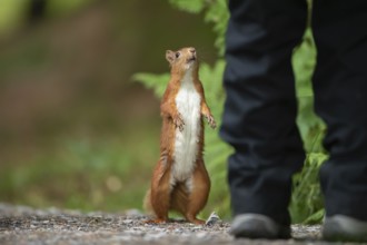 Red squirrel (Sciurus vulgaris) adult animal being inquisitive looking up at a human, England,