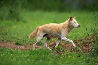 Dingo (Canis lupus dingo), adult, running, Australia, Oceania