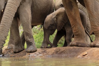 African elephant (Loxodonta africana), young animal, calf, baby elephant, mother, young animal with