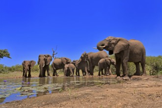 African elephant (Loxodonta africana), adult, juvenile, group, herd, at the water, drinking, Kruger
