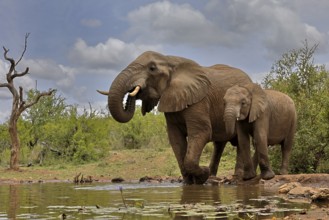African elephant (Loxodonta africana), adult, bull, male, young, bull with young, at the water,