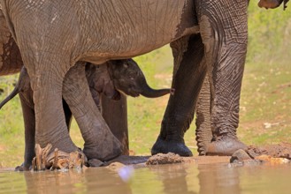 African elephant (Loxodonta africana), young animal, calf, baby elephant, mother, young animal with