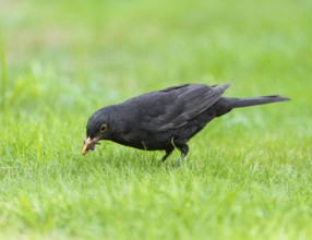 Blackbird (Turdus merula), male foraging on a lawn, many insects in his beak, Lower Saxony,