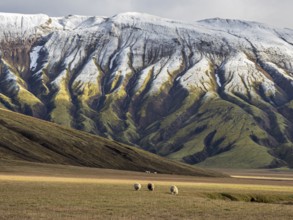 Sheep grazing in the open landscape, early snow on mountain range, along road Landmannaleid F225,