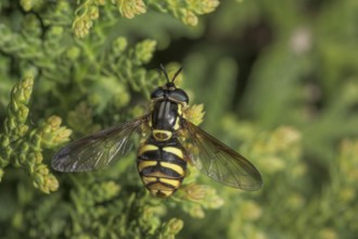 A Striped Hoverfly (Dasysyrphus albostriatus) sunbathing on a thuja hedge, Baden-Württemberg,
