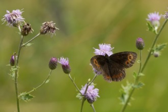 Woodland ringlet (Erebia medusa), Carinthia